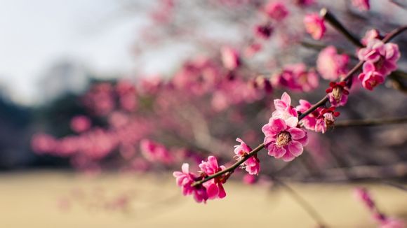 哪个浏览器能搜到呦资源