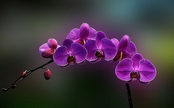 俄罗斯一旦战败世界会什么样